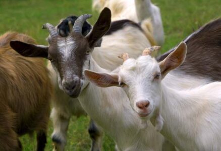 A Guide to Raising Goats Image